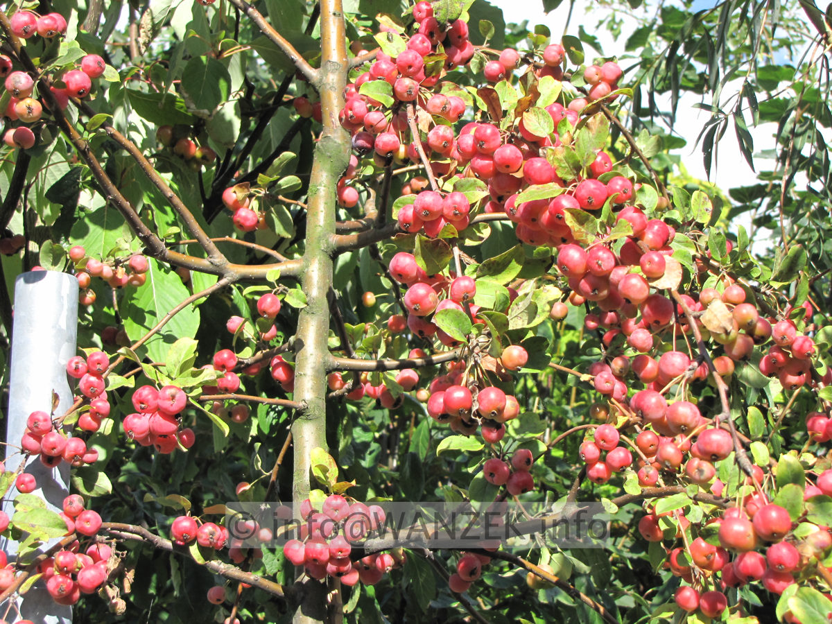 Malus Red Sentinel 8 Aepfel nah.JPG